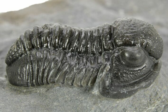 Detailed Gerastos Trilobite Fossil - Morocco #377256